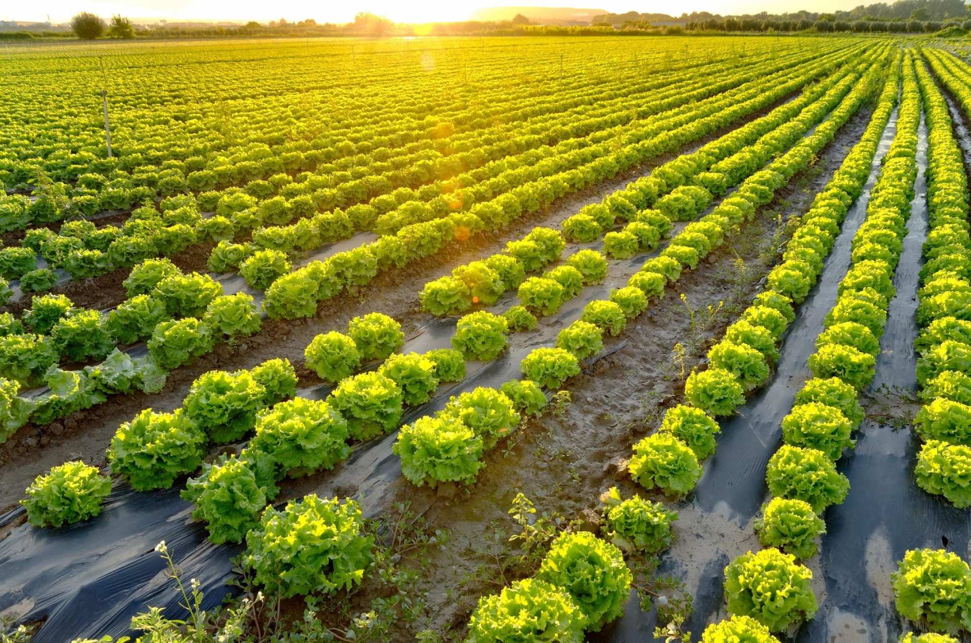 A field of lettuce growing in the middle of a green field.