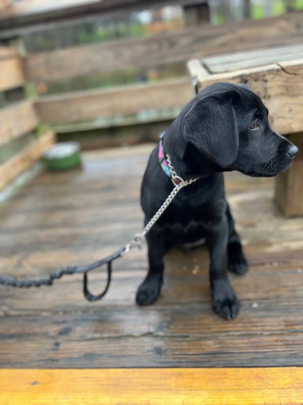 A black dog sitting on top of a wooden deck.